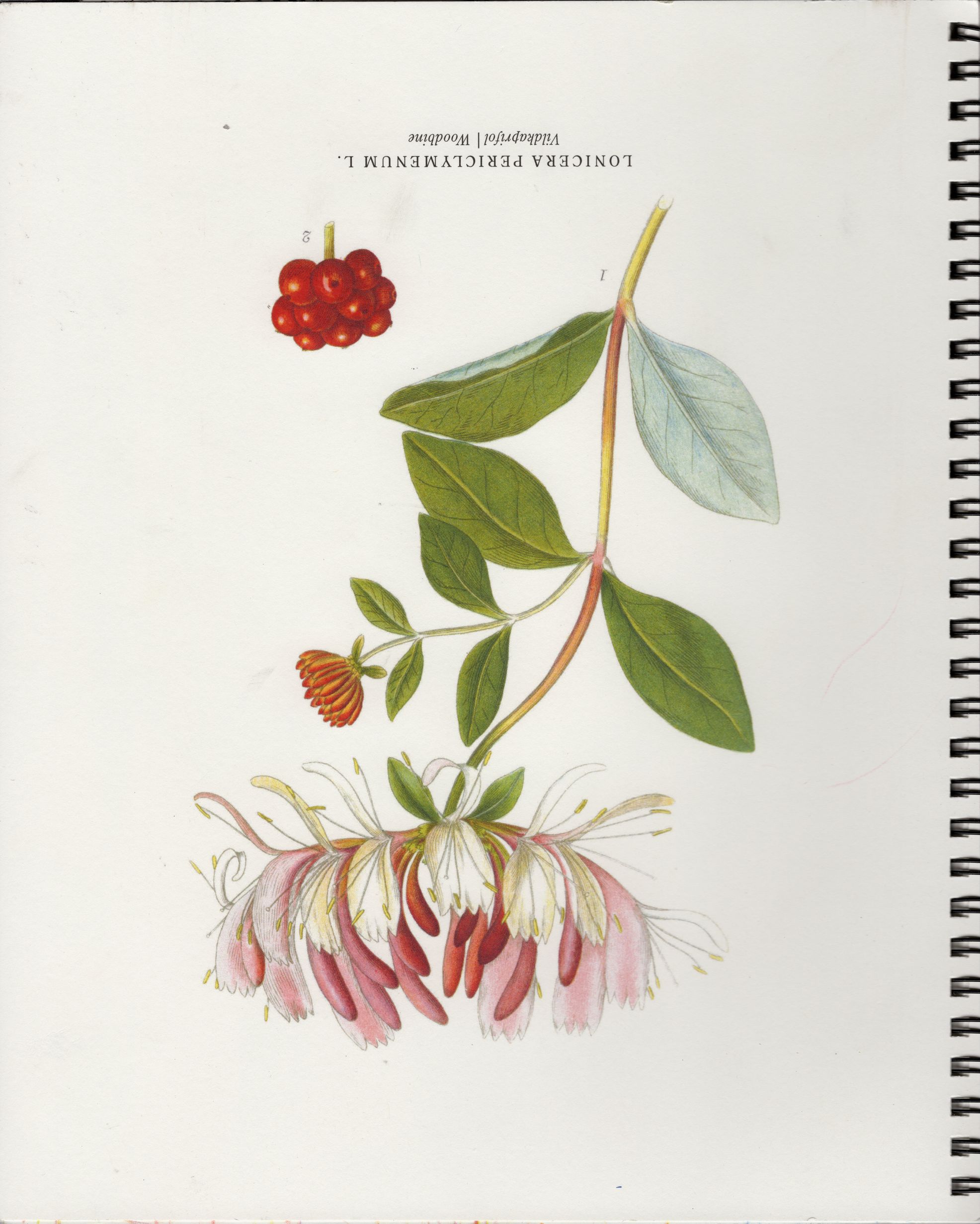 lonicera_23-25_unfinished cover